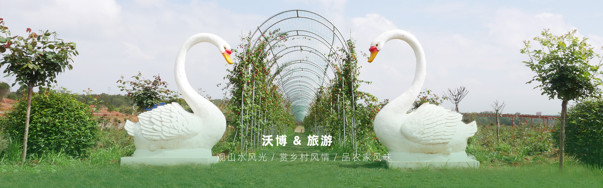 鮮果采摘都有江西沃博吳茱萸、江西沃博花海、江西沃博蔓荊子、江西沃博金銀花等品種，同時(shí)也是一家江西婚紗攝影旅拍基地和江西花海打卡基地，可以提供紫薇花花海造型服務(wù)，花花世界看沃博花海，相信我們這里不會(huì)讓大家失望的