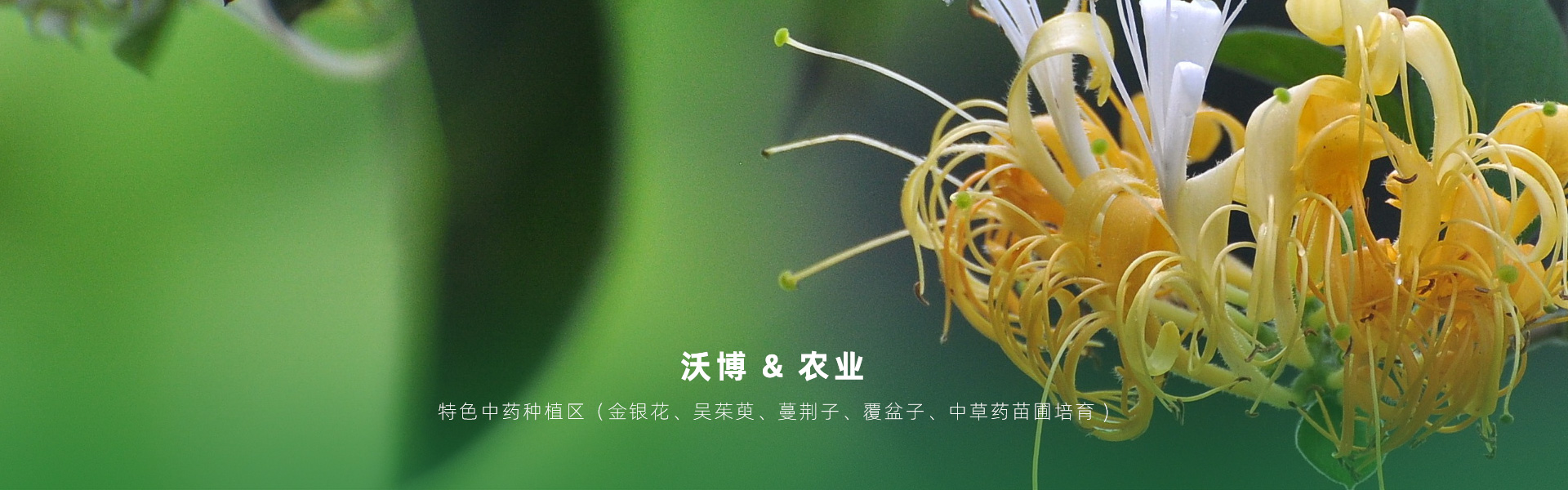 主要提供農(nóng)業(yè)親子樂(lè)園旅游、江西中藥種植、江西樂(lè)平鮮果采摘體驗(yàn)、江西夏令營(yíng)研學(xué)、江西戶(hù)外拓展、江西旅游打卡、江西水上樂(lè)園游艇、江西沃博VR科技科普等服務(wù)項(xiàng)目。